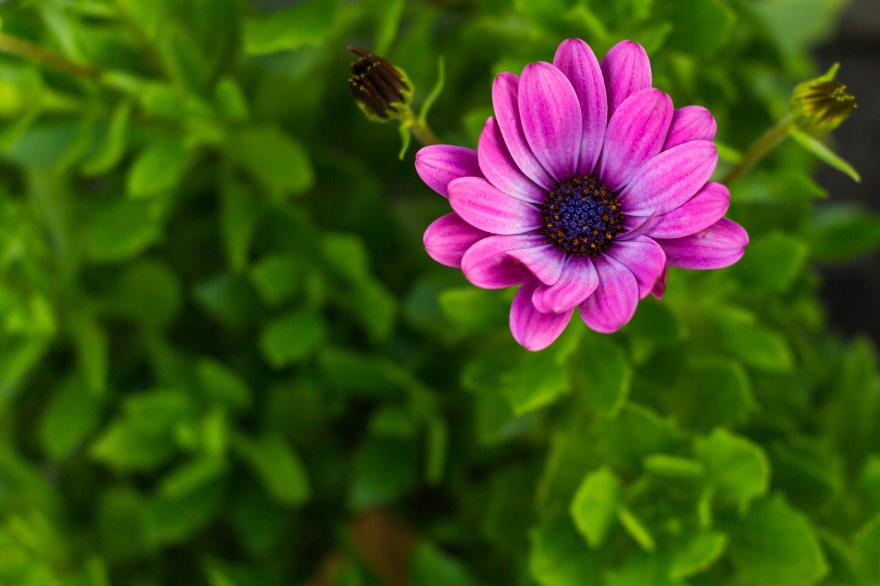 daisy african daisy macro free photo