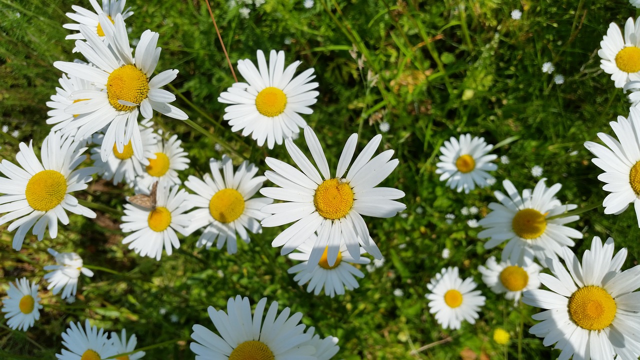 daisy flower summer free photo