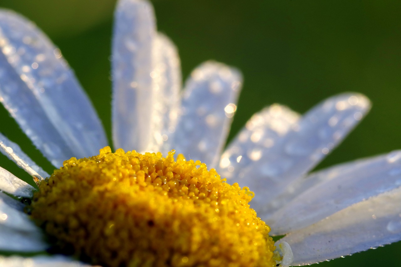 daisy rosa drops of water free photo