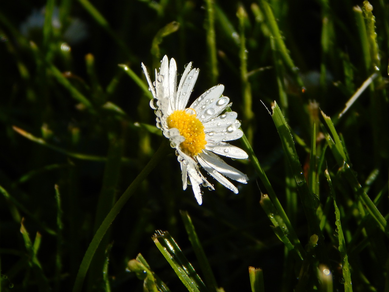 daisy meadow summer free photo