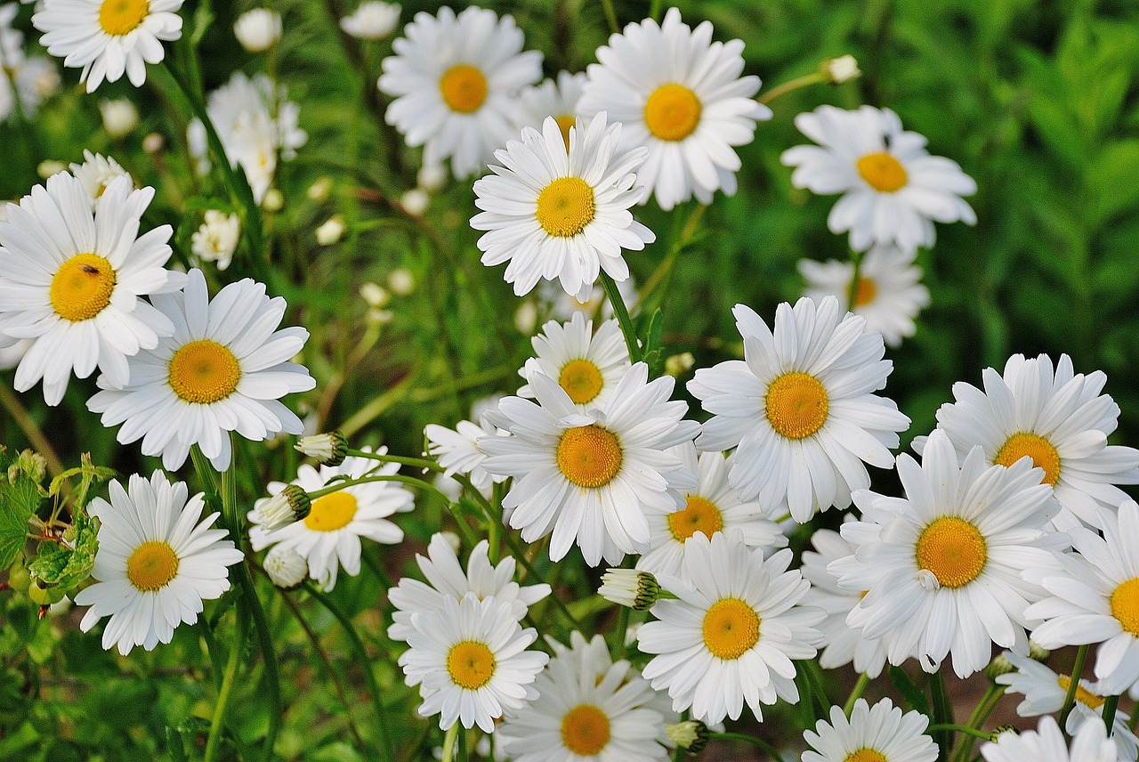 daisy flower spring free photo