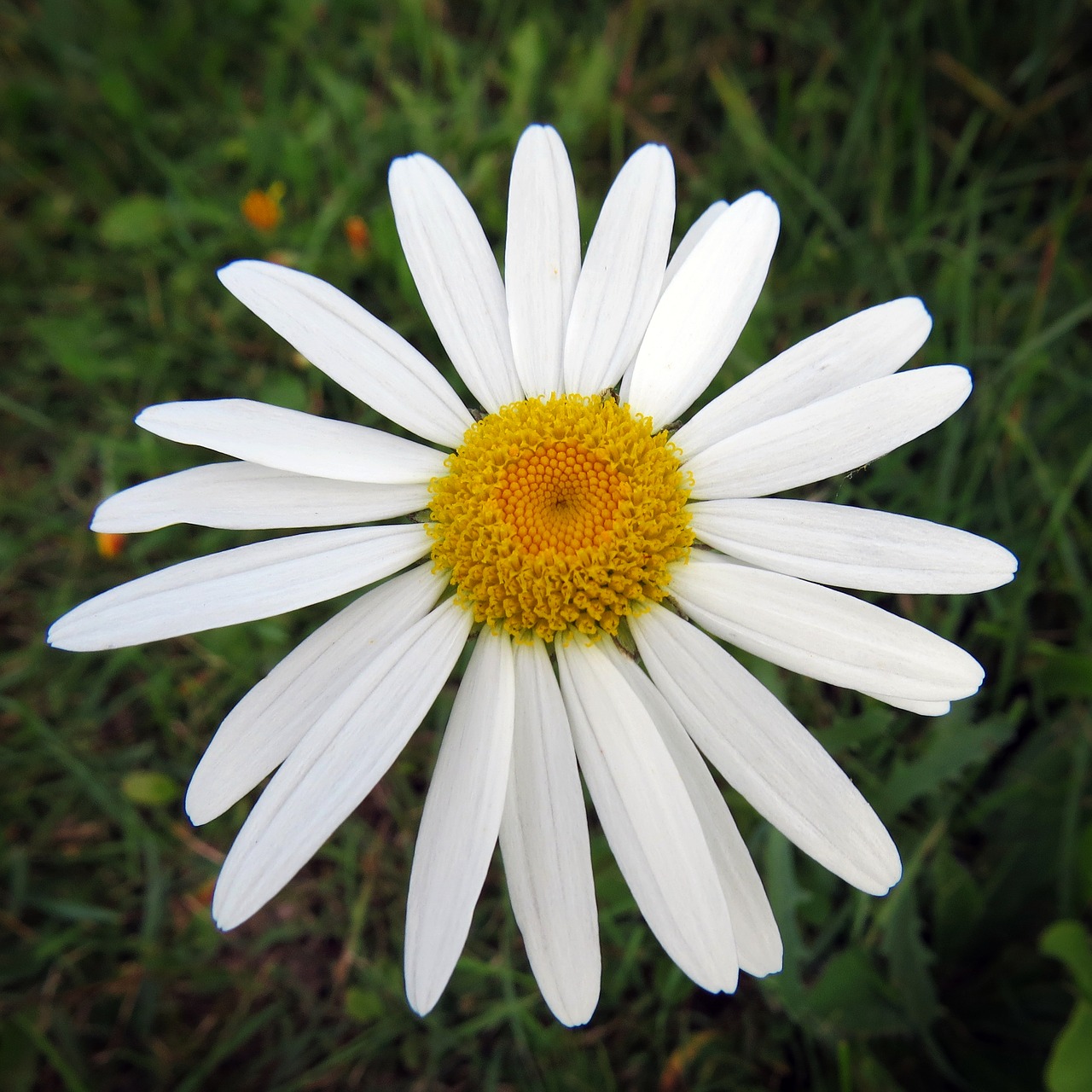 daisy flower wild free photo