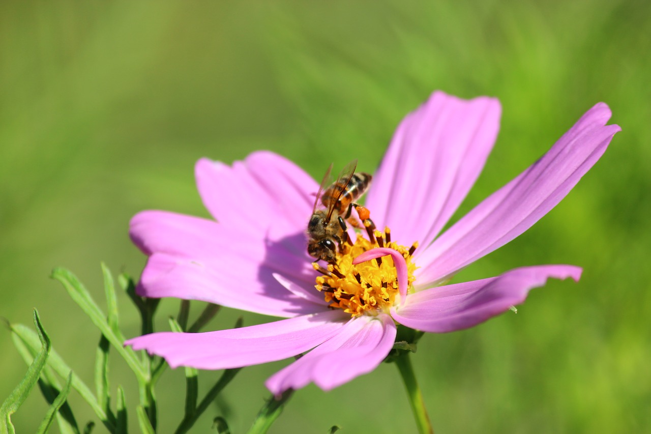 flower bee cosmea free photo