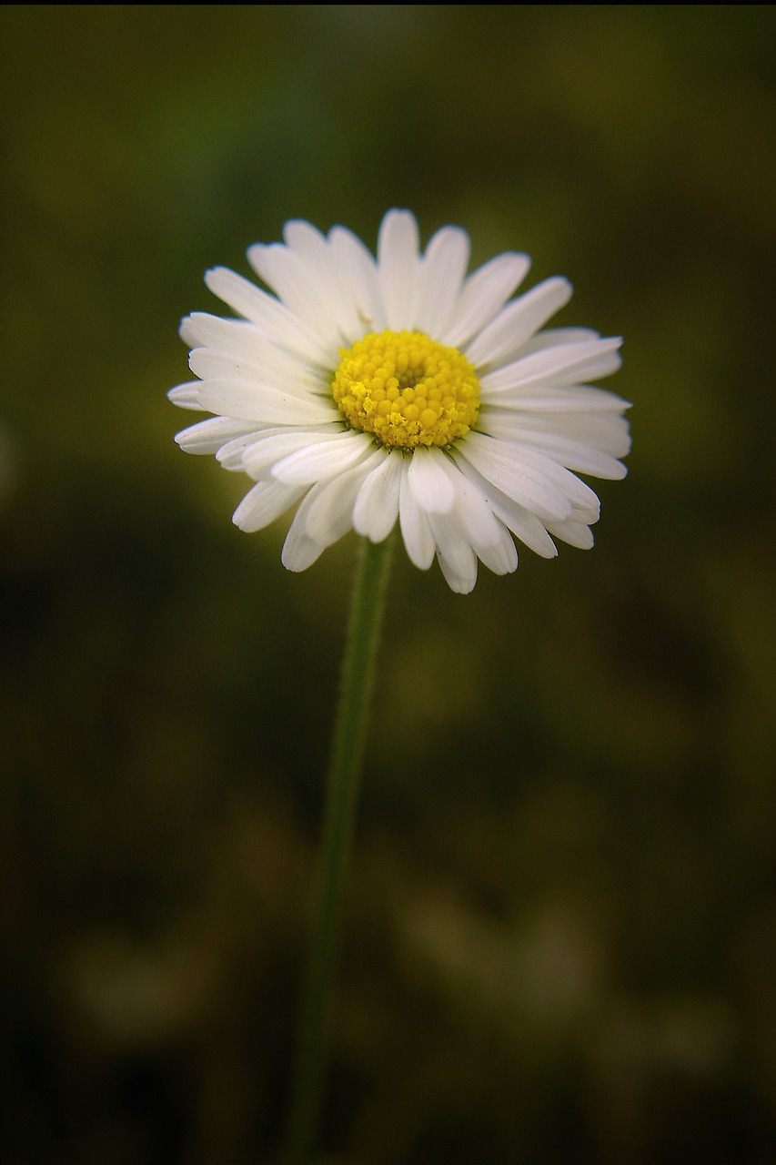 daisy meadow flower free photo