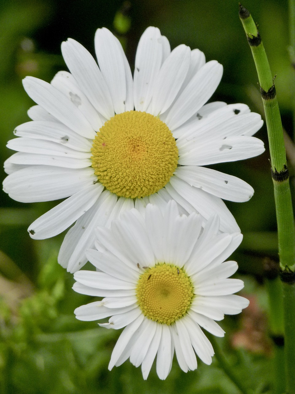 daisy wild flower daisies free photo