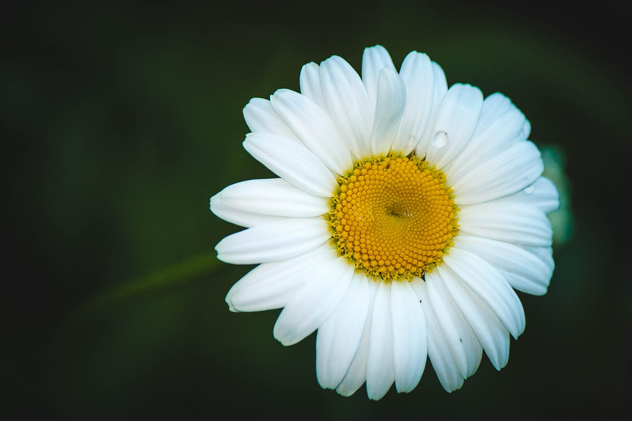 daisy flower summer flowers free photo