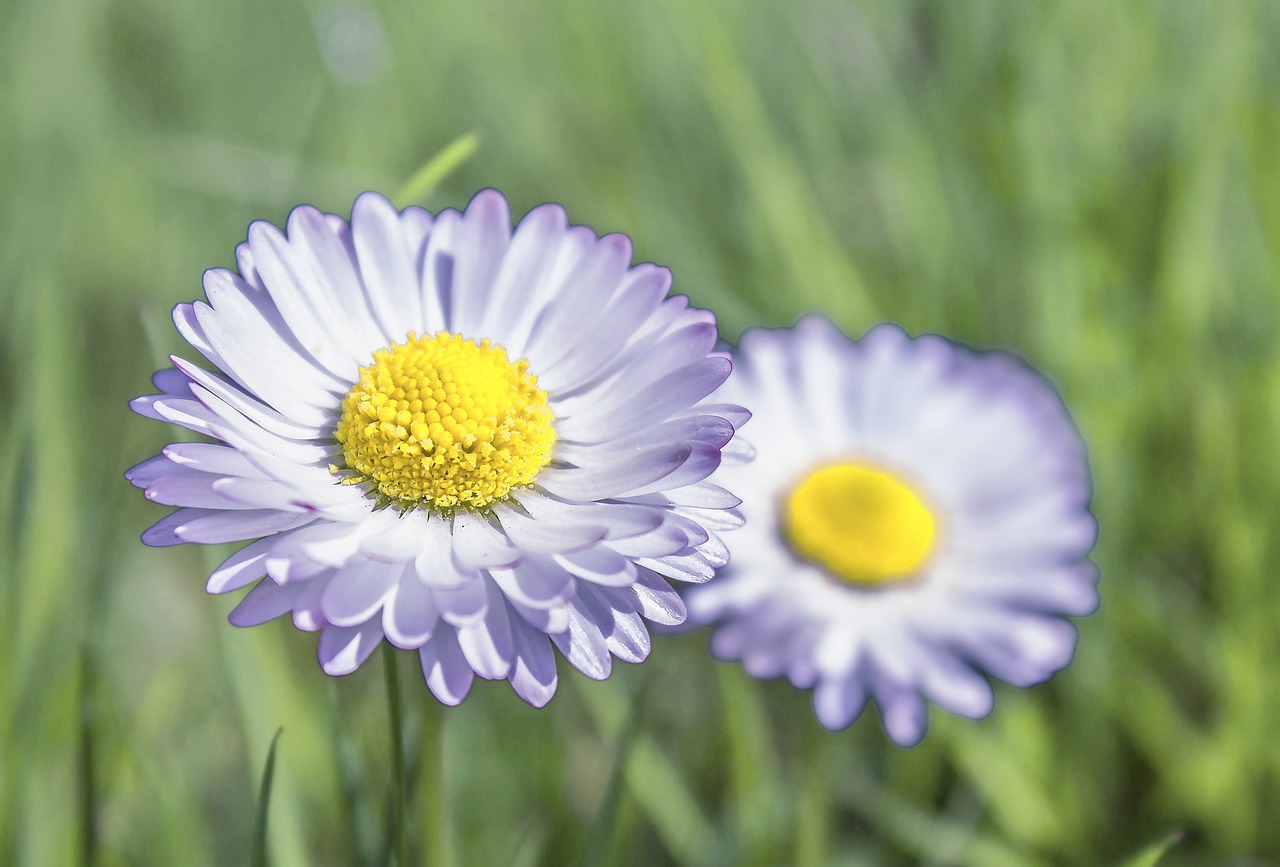 flower nature plant free photo