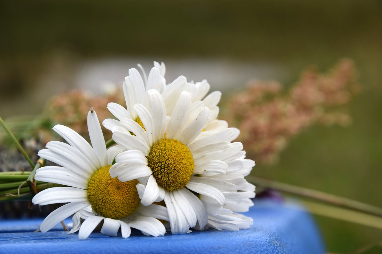 daisy flower white free photo