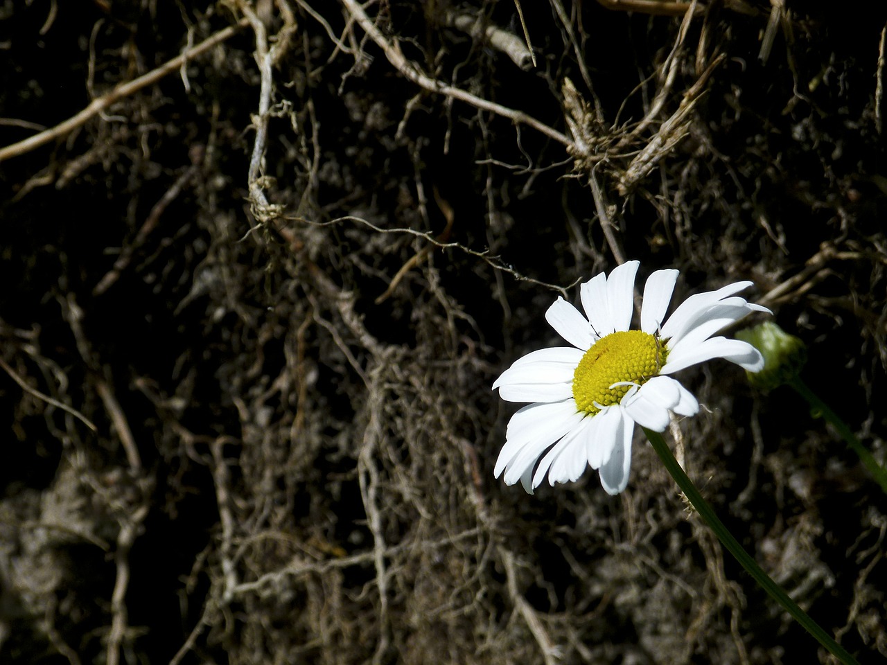 daisy flower wild flower free photo