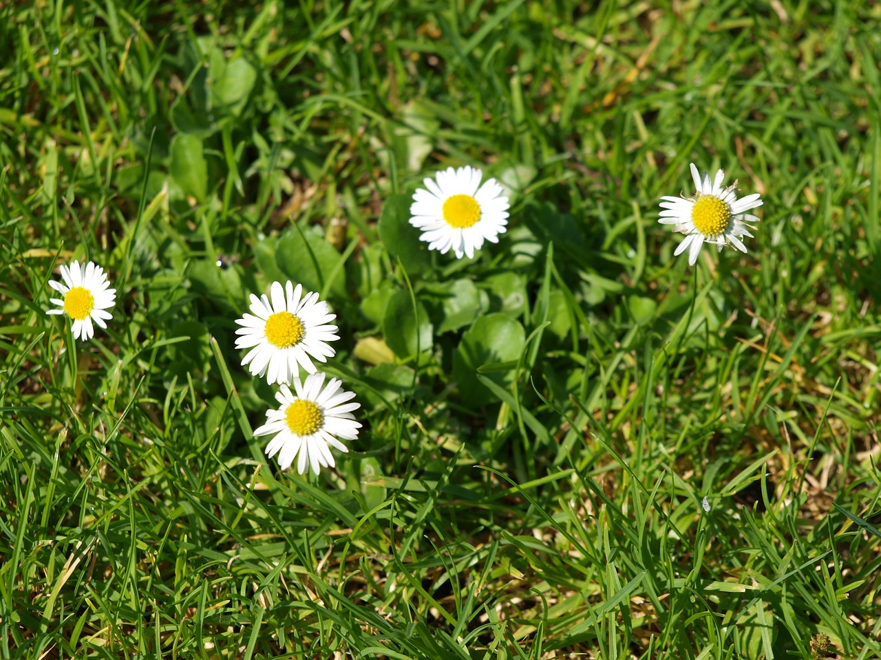 daisy meadow garden free photo