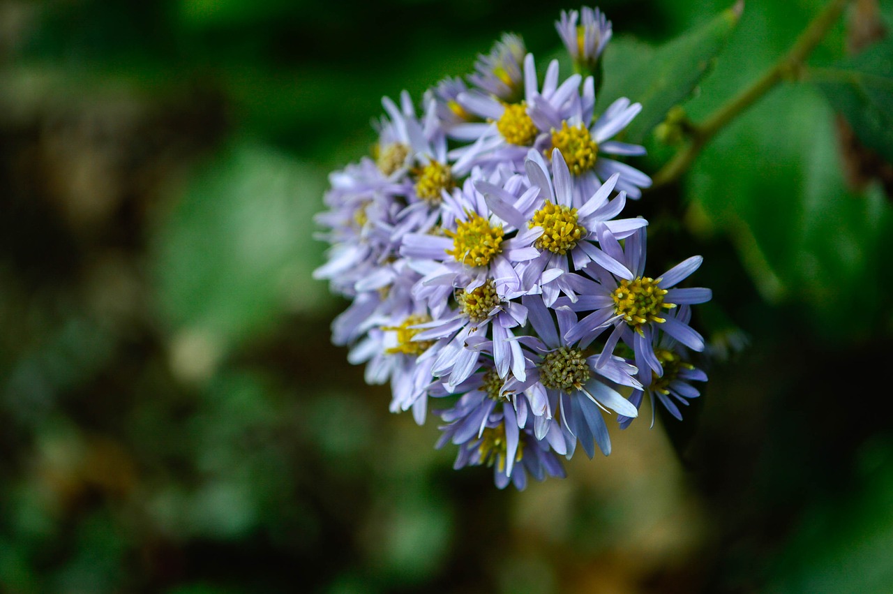 daisy autumn flowers free photo