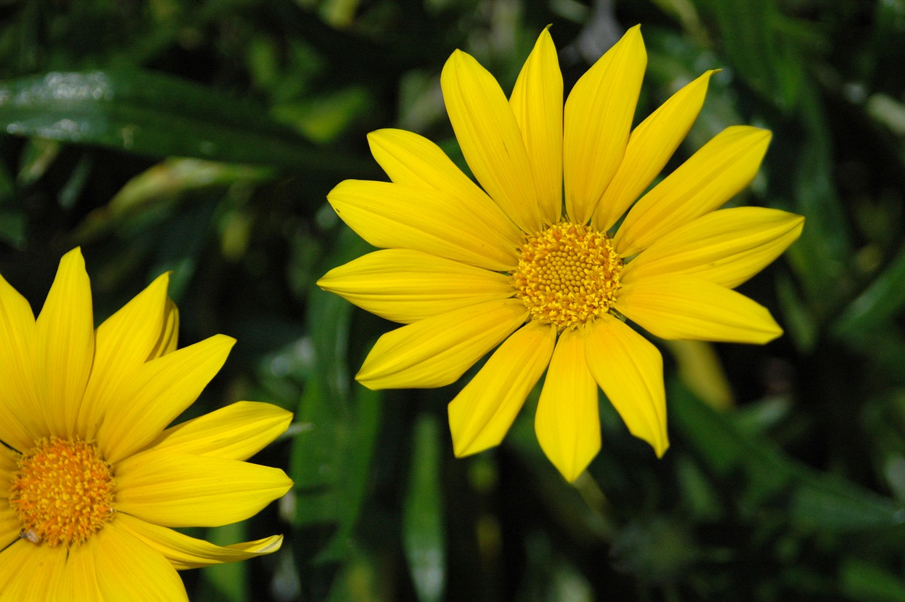 daisy flower flora free photo