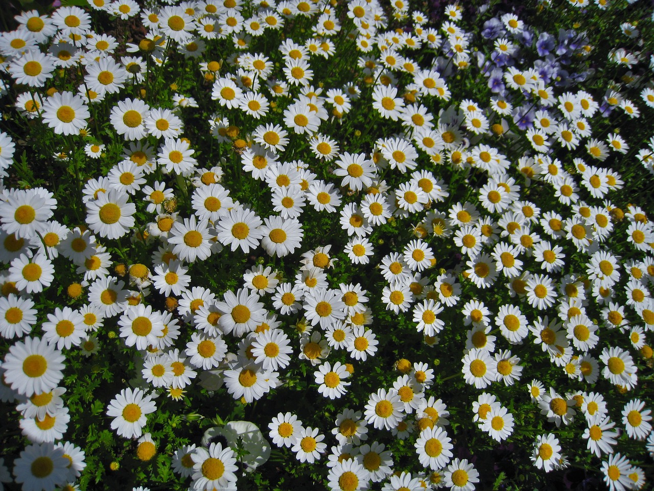 daisy,margaret,countless,gregariousness,one side,flower garden,flowers,whit...