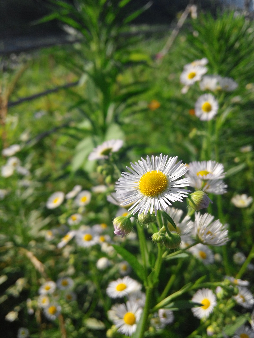 daisy flower nature free photo