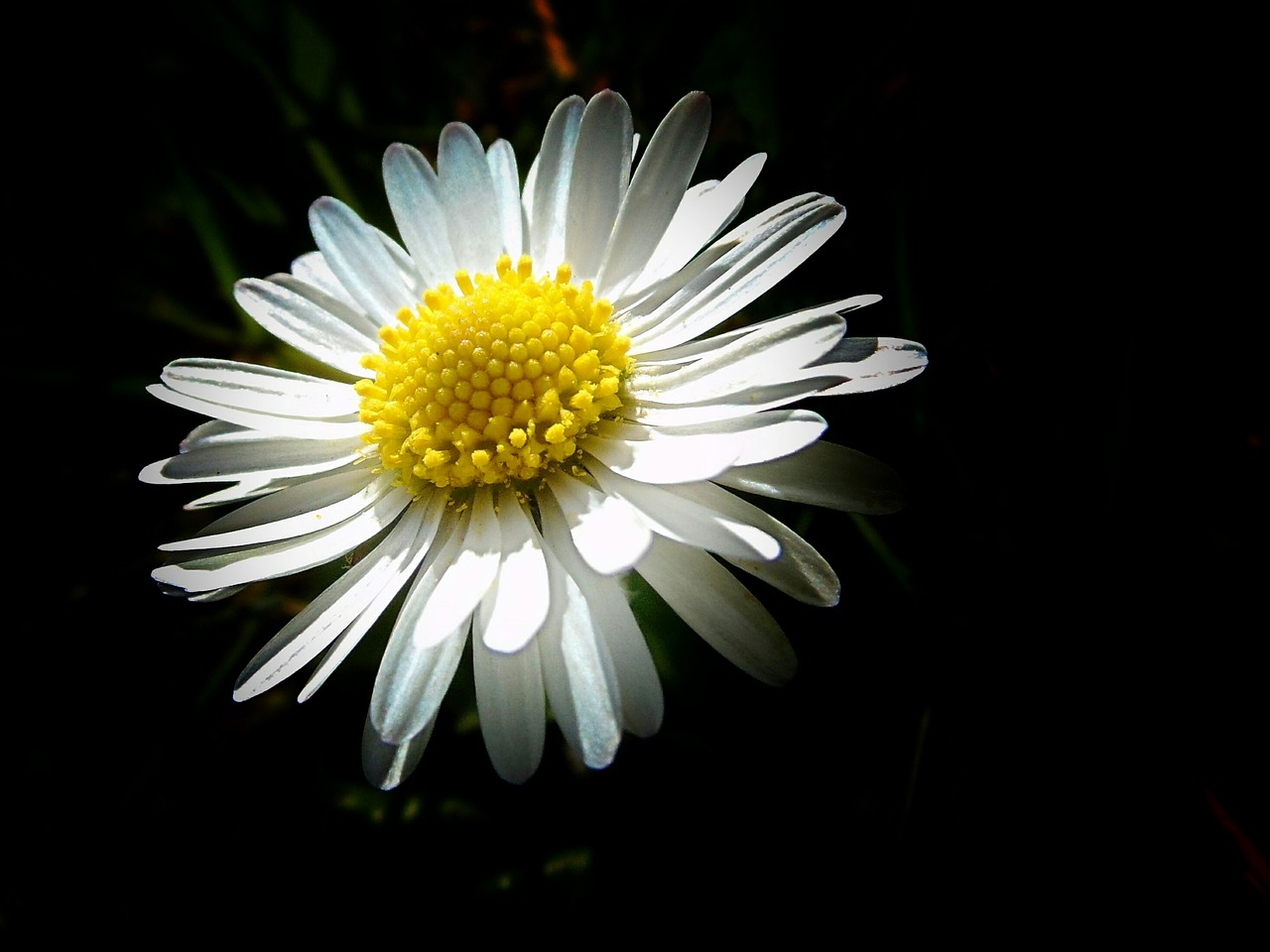 daisy tender small free photo