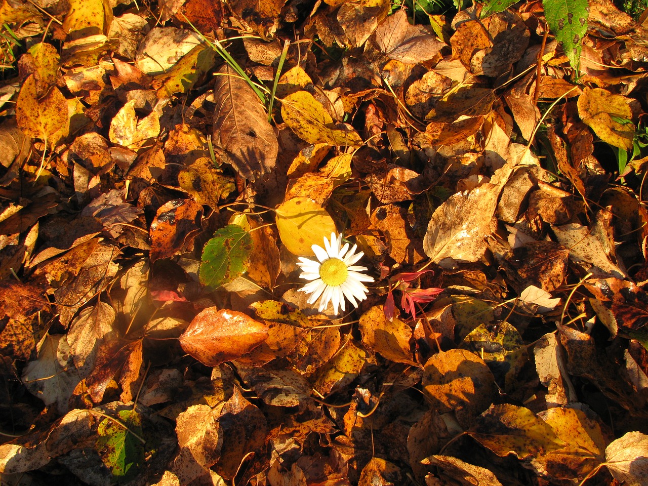 daisy autumn lonely free photo