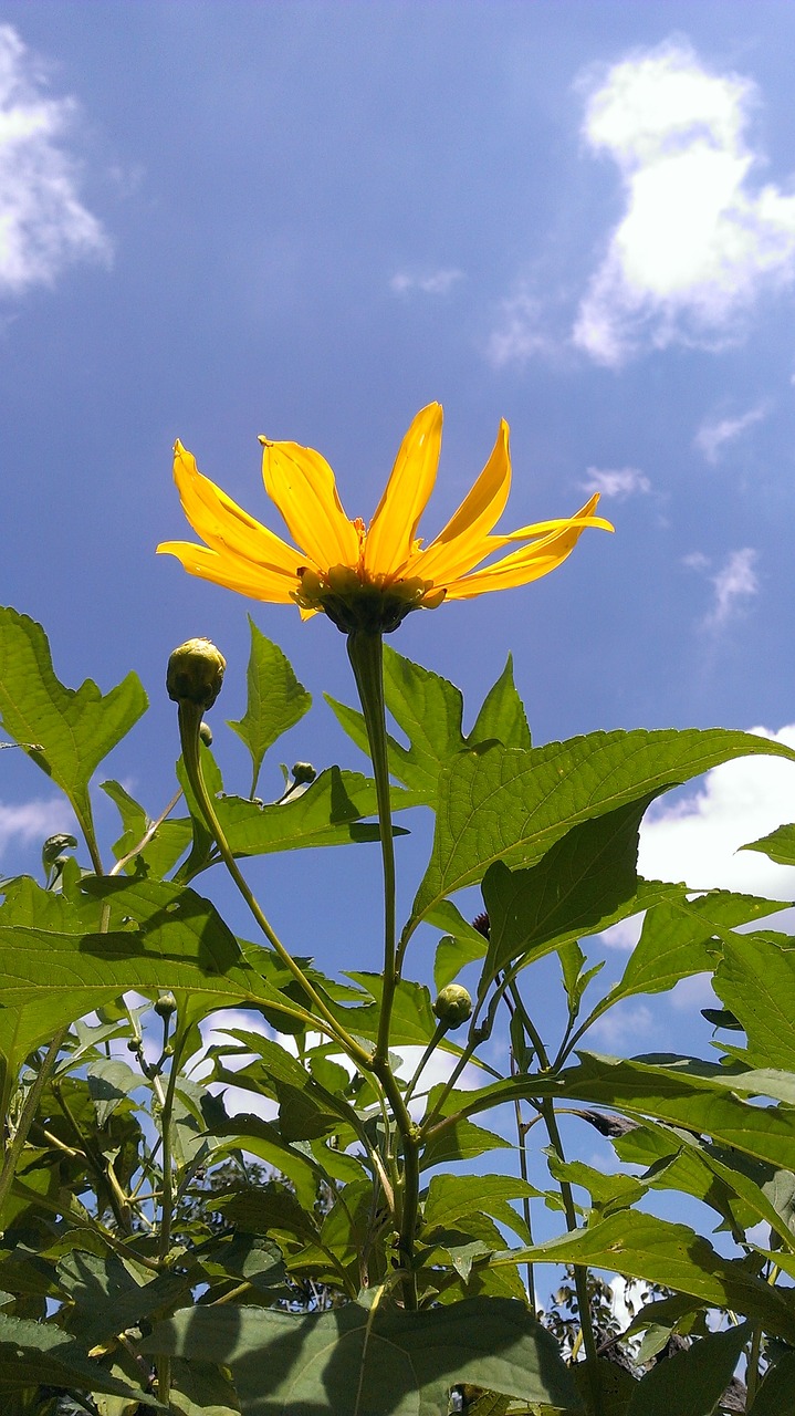 daisy yellow nature free photo