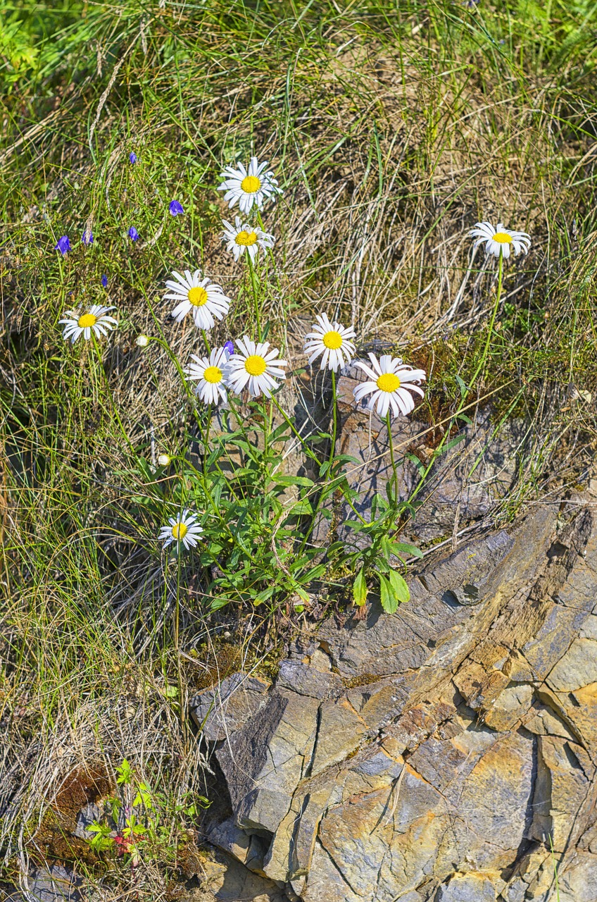 daisy nature flower free photo