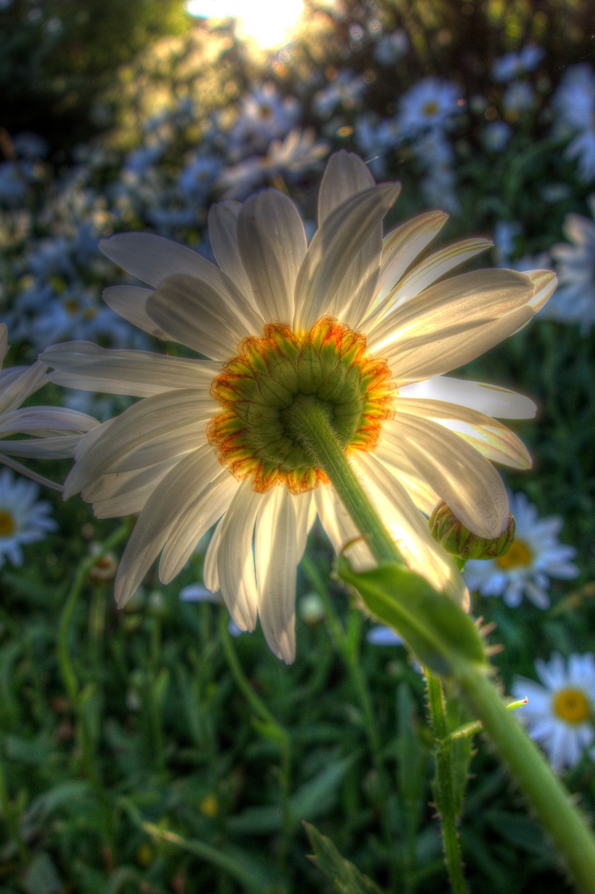 daisy flower garden free photo