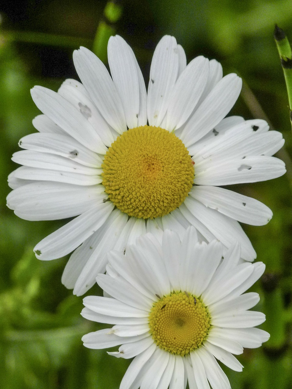 daisy wild flower meadow free photo