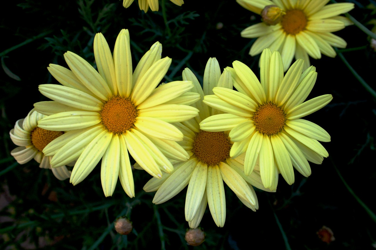 daisy flower bloom free photo