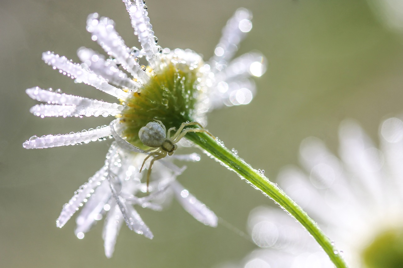 daisy flower dew-drop free photo