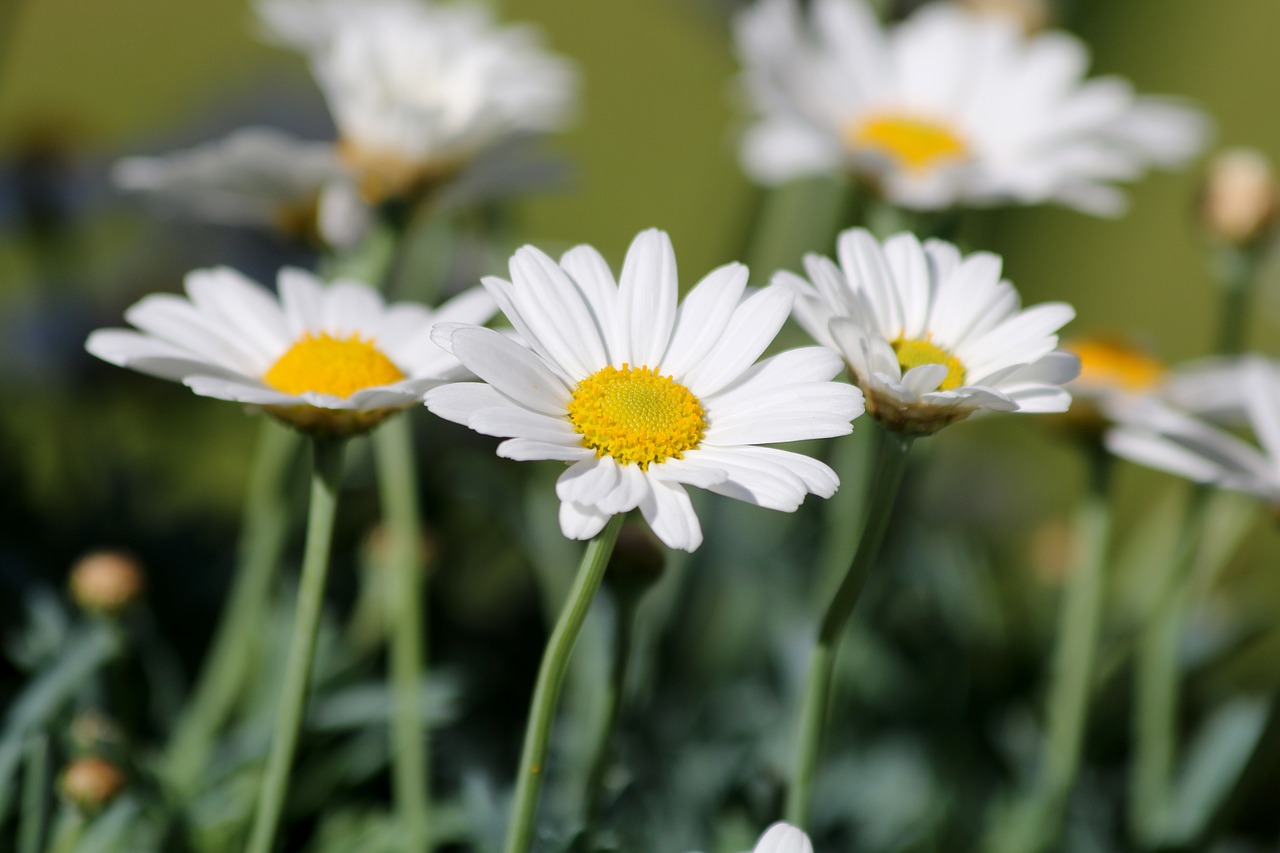 daisy flower summer free photo