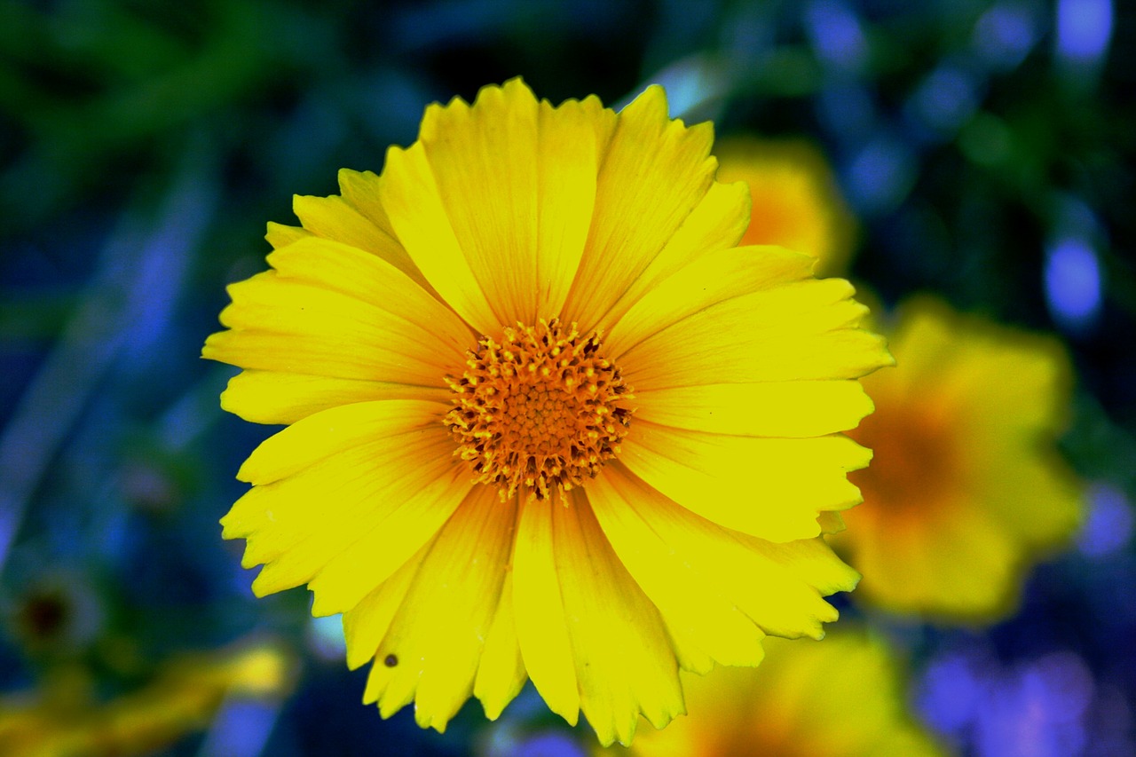 daisy yellow bright free photo