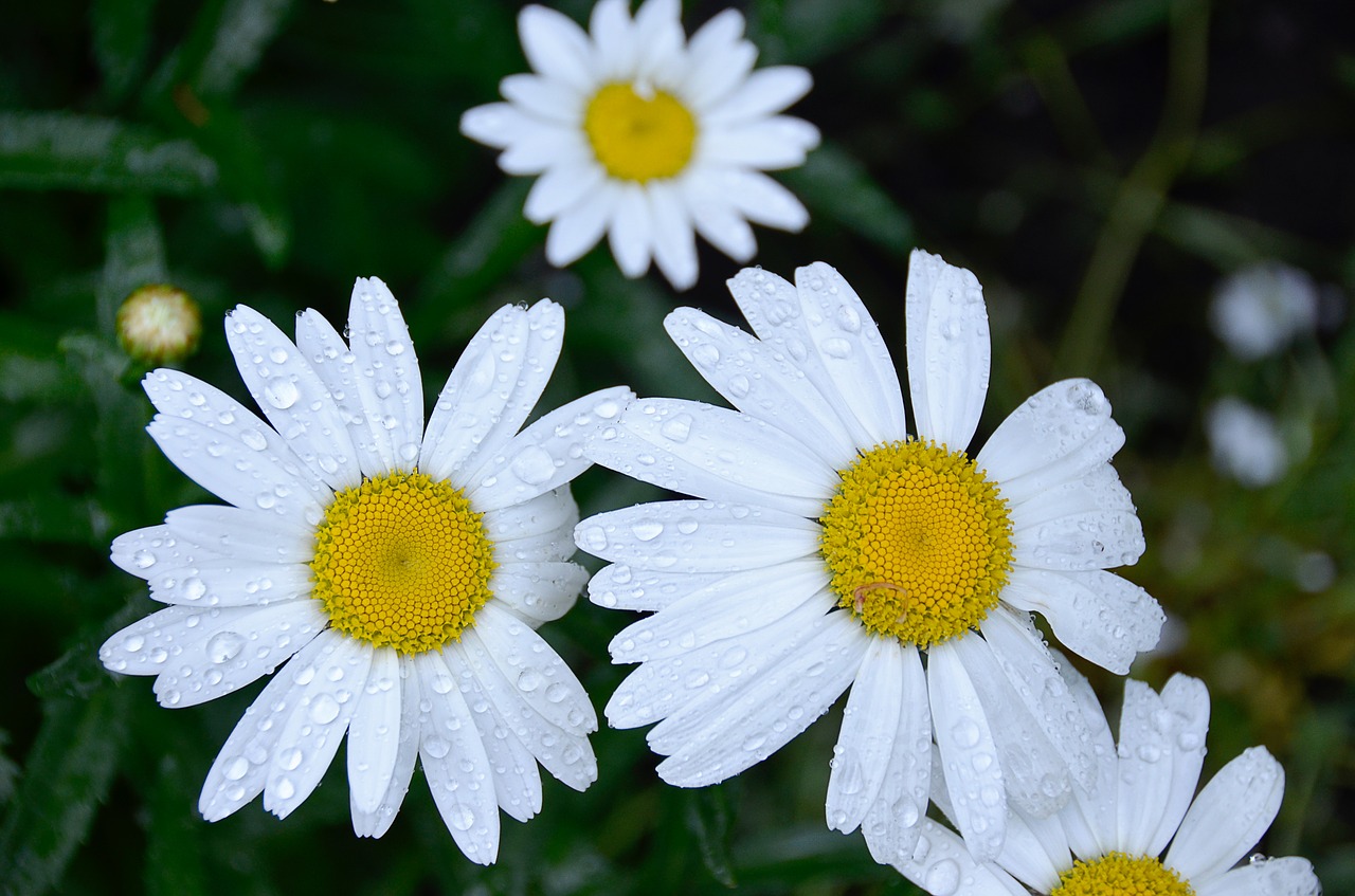 daisy rain drops free photo