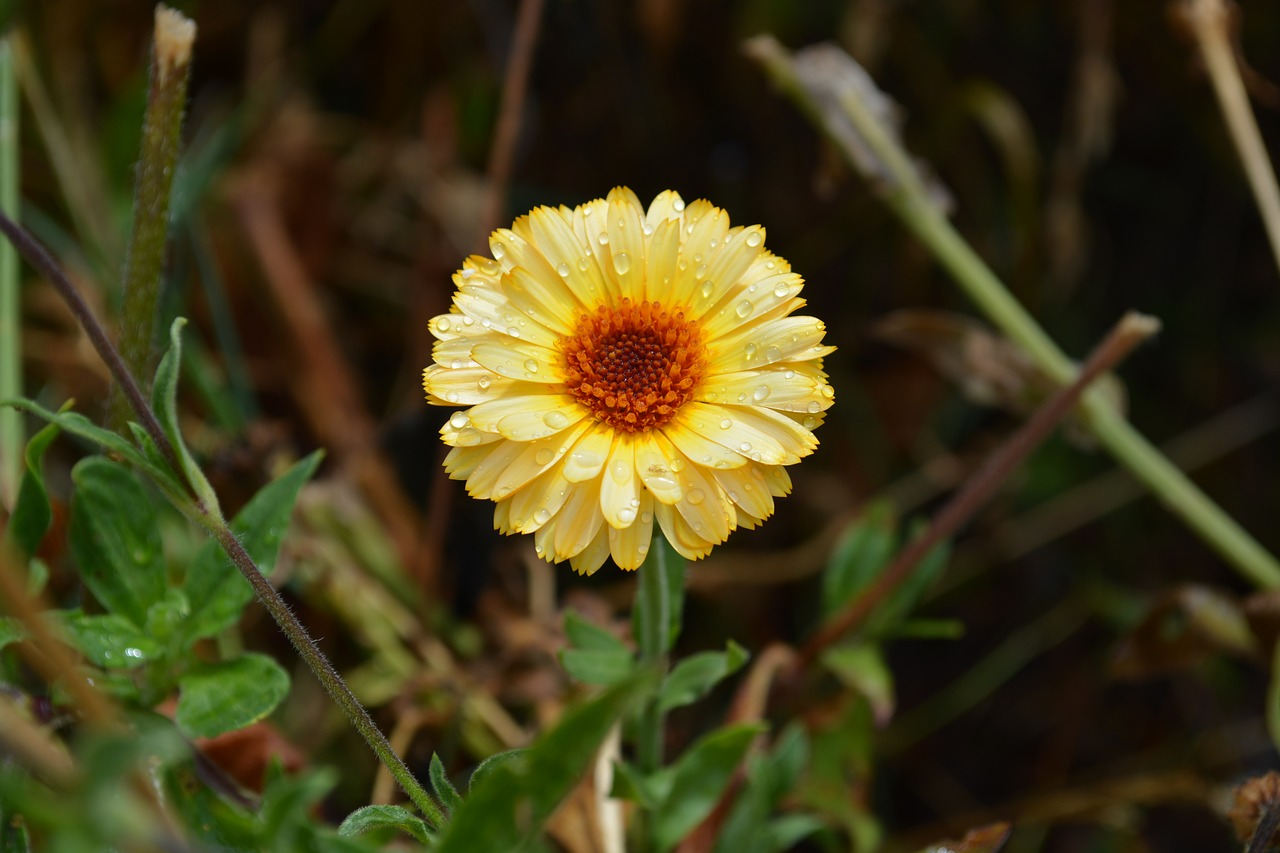 daisy raindrop flower free photo