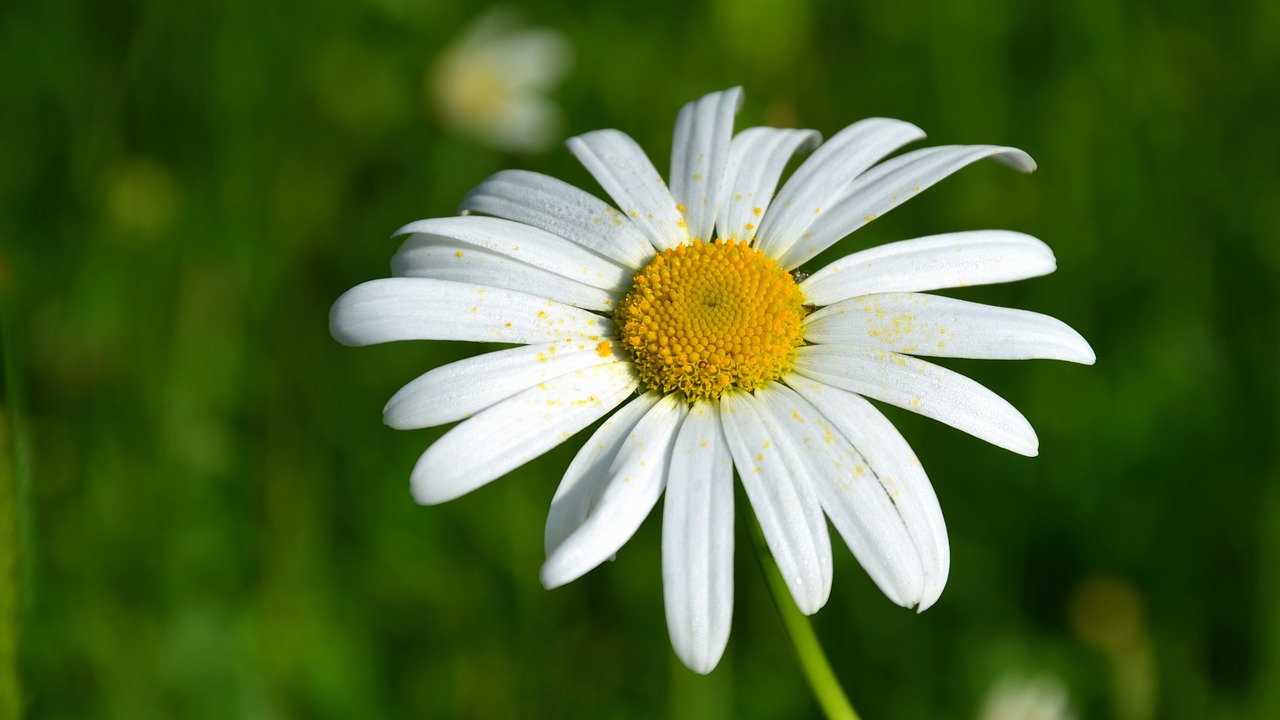 daisy flower summer free photo