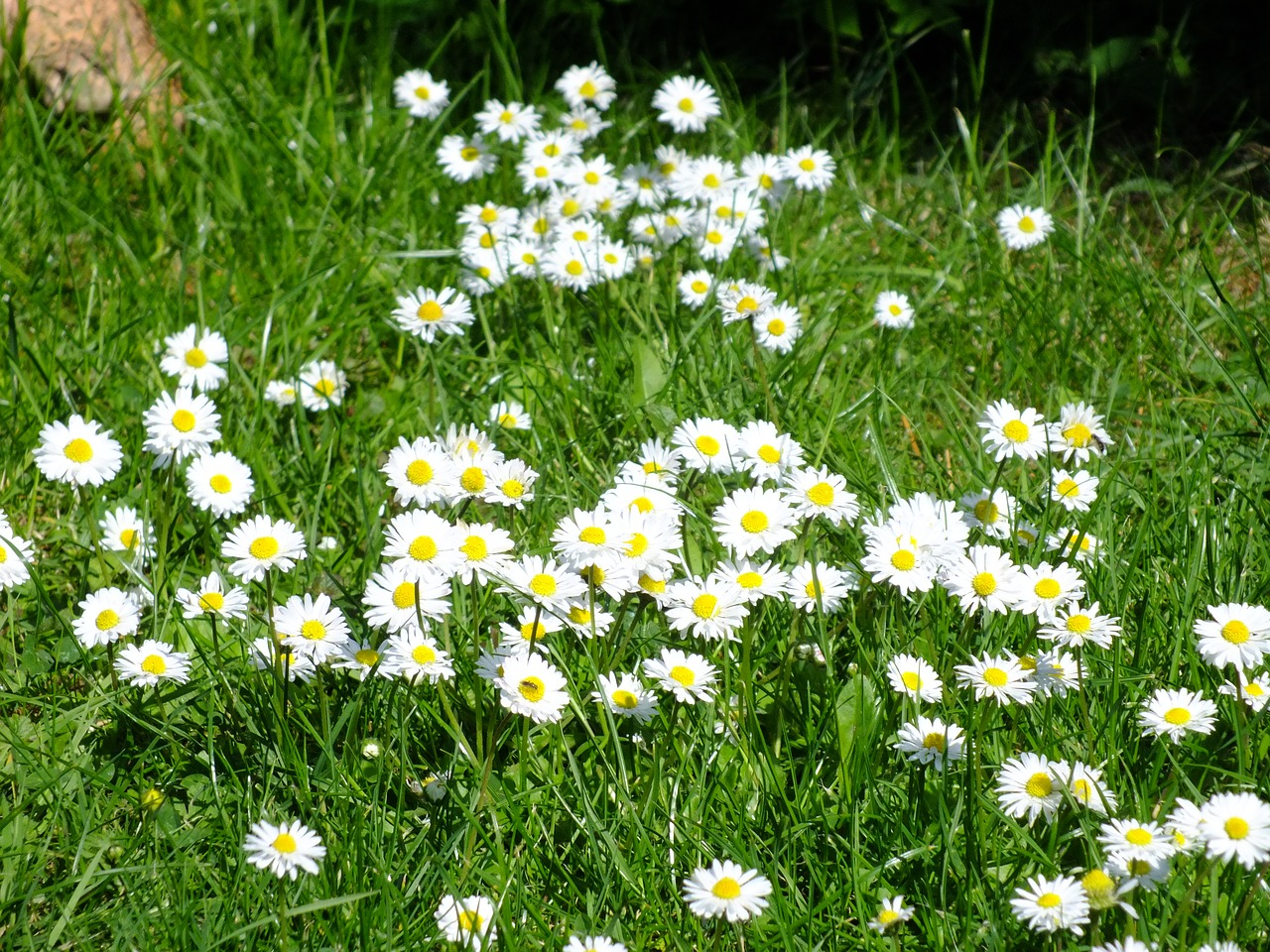 daisy meadow spring free photo