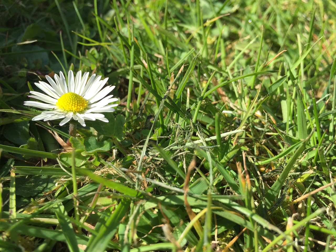 daisy grass meadow free photo