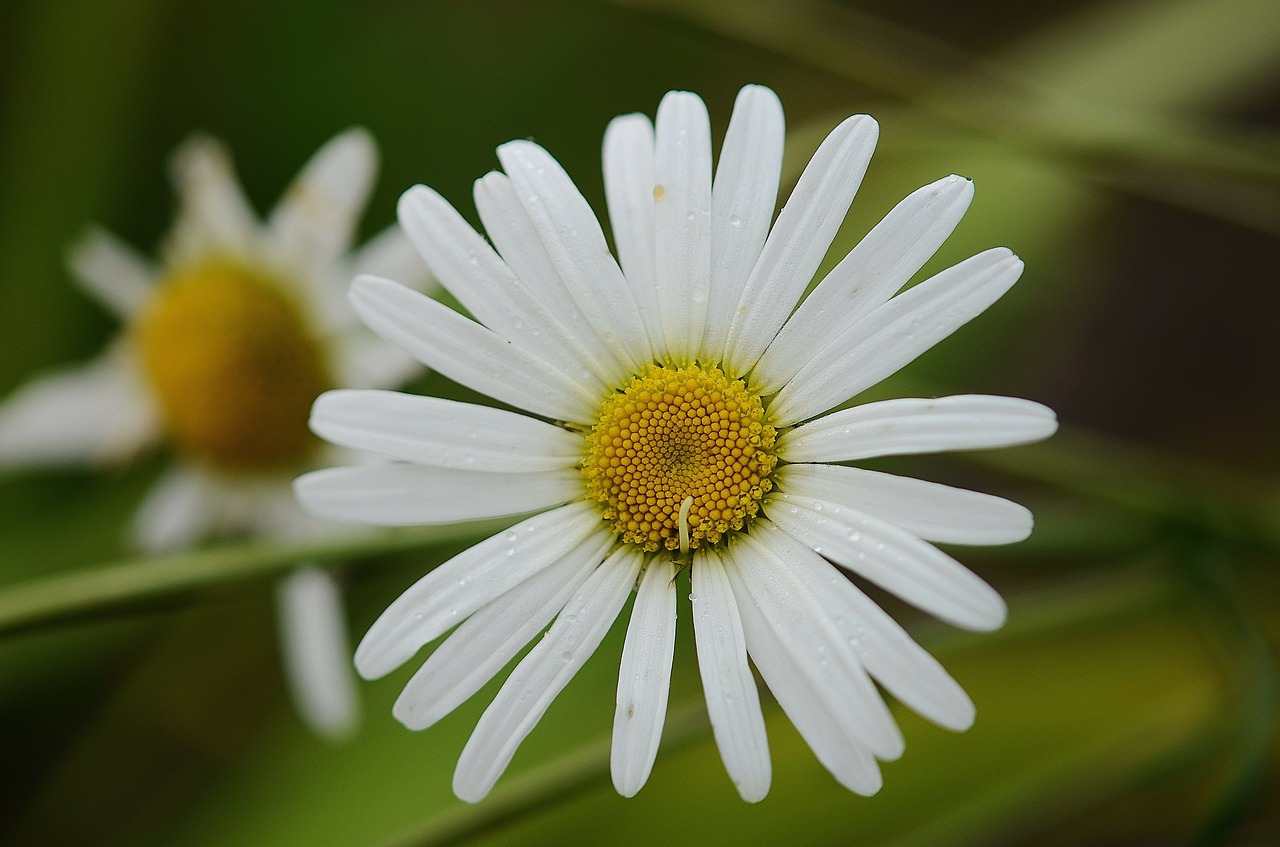 daisy leaf nature free photo