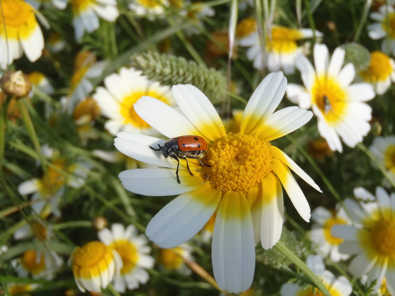 daisy ladybug flowers free photo