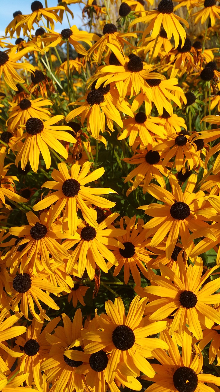 daisy daisies orange free photo