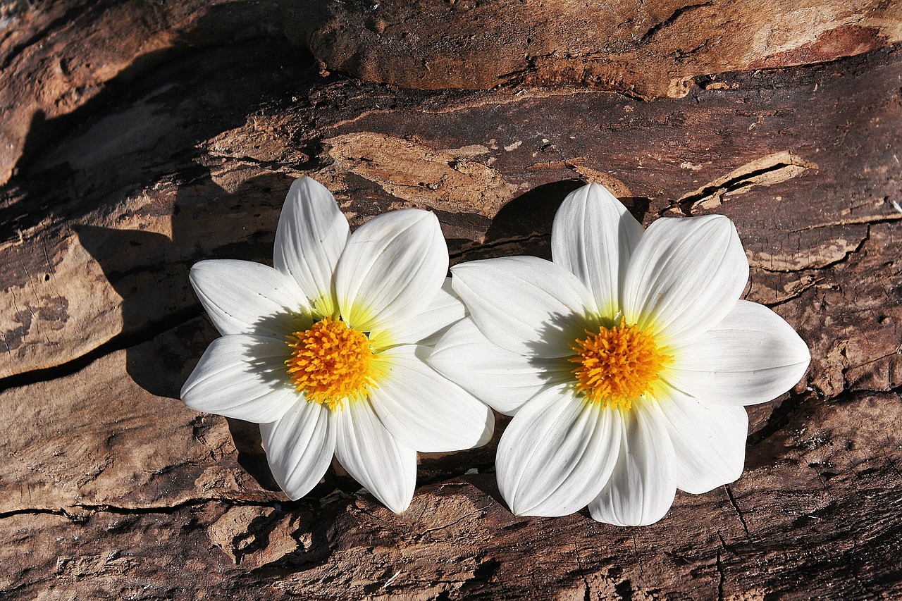 daisy flowers plant free photo