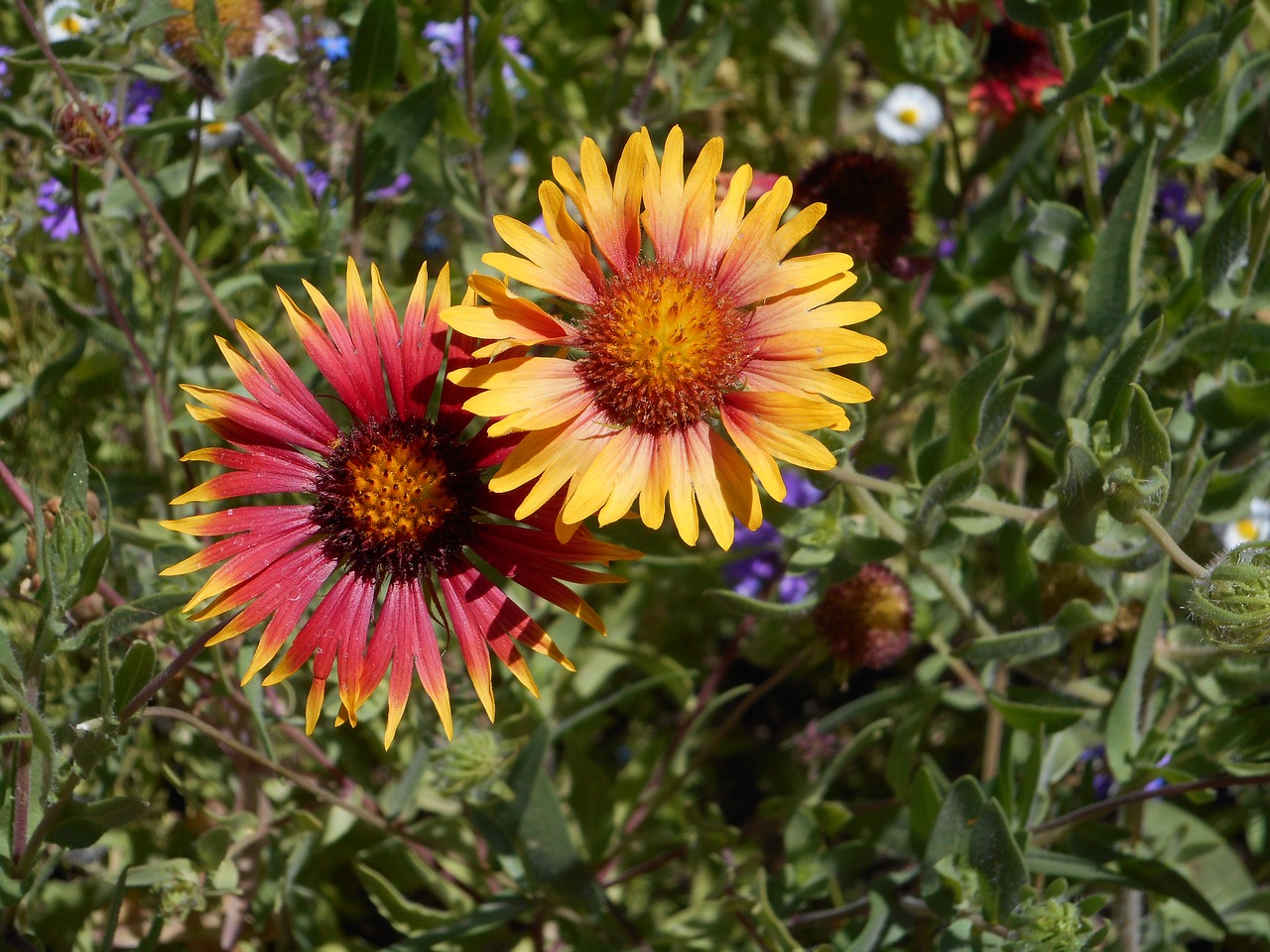 daisy flower spring free photo