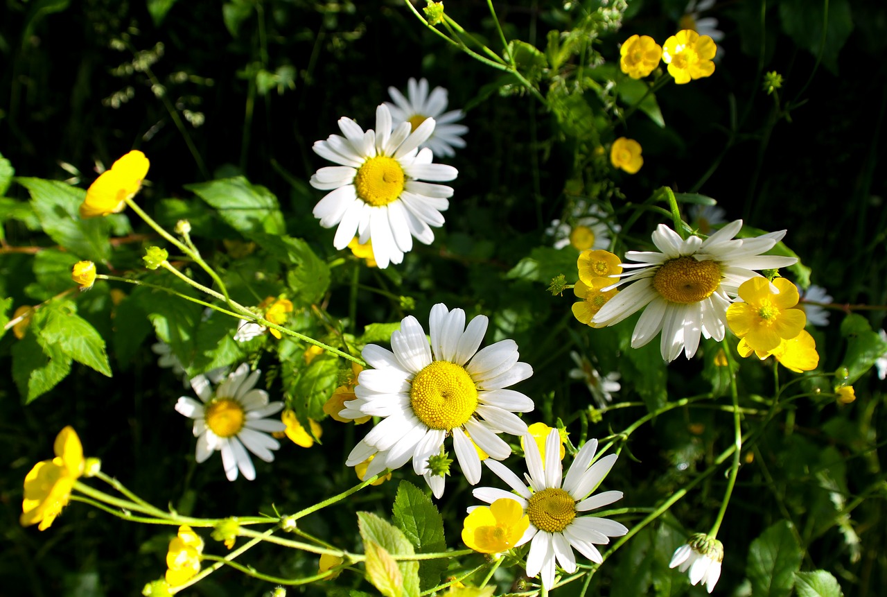 daisy wild flowers free photo