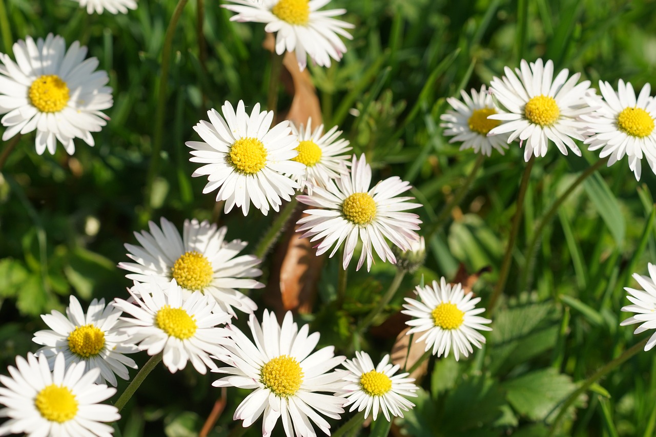 daisy nature meadow free photo