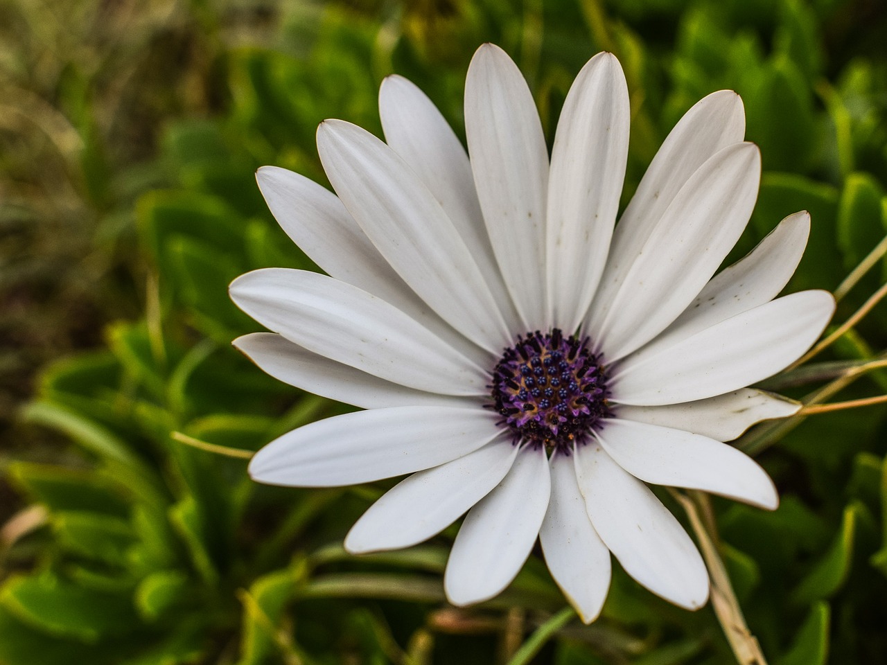 daisy flower white free photo