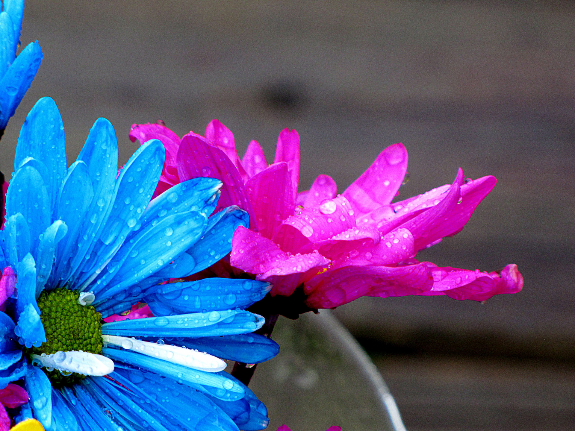 daisy flowers blue free photo