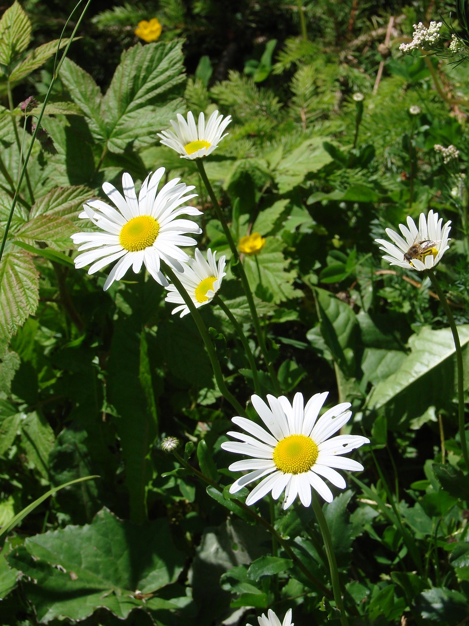 daisy flower floral free photo