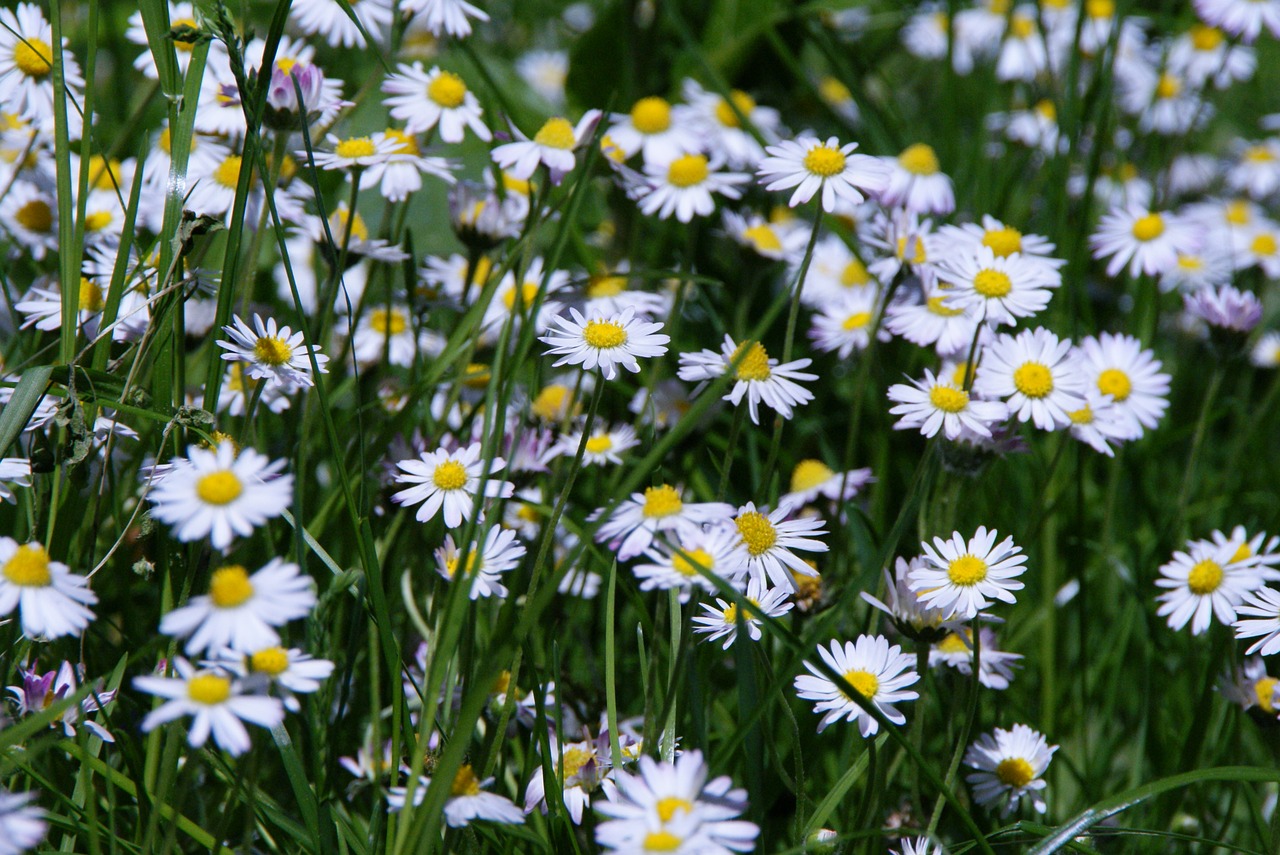 daisy flower meadow pointed flower free photo