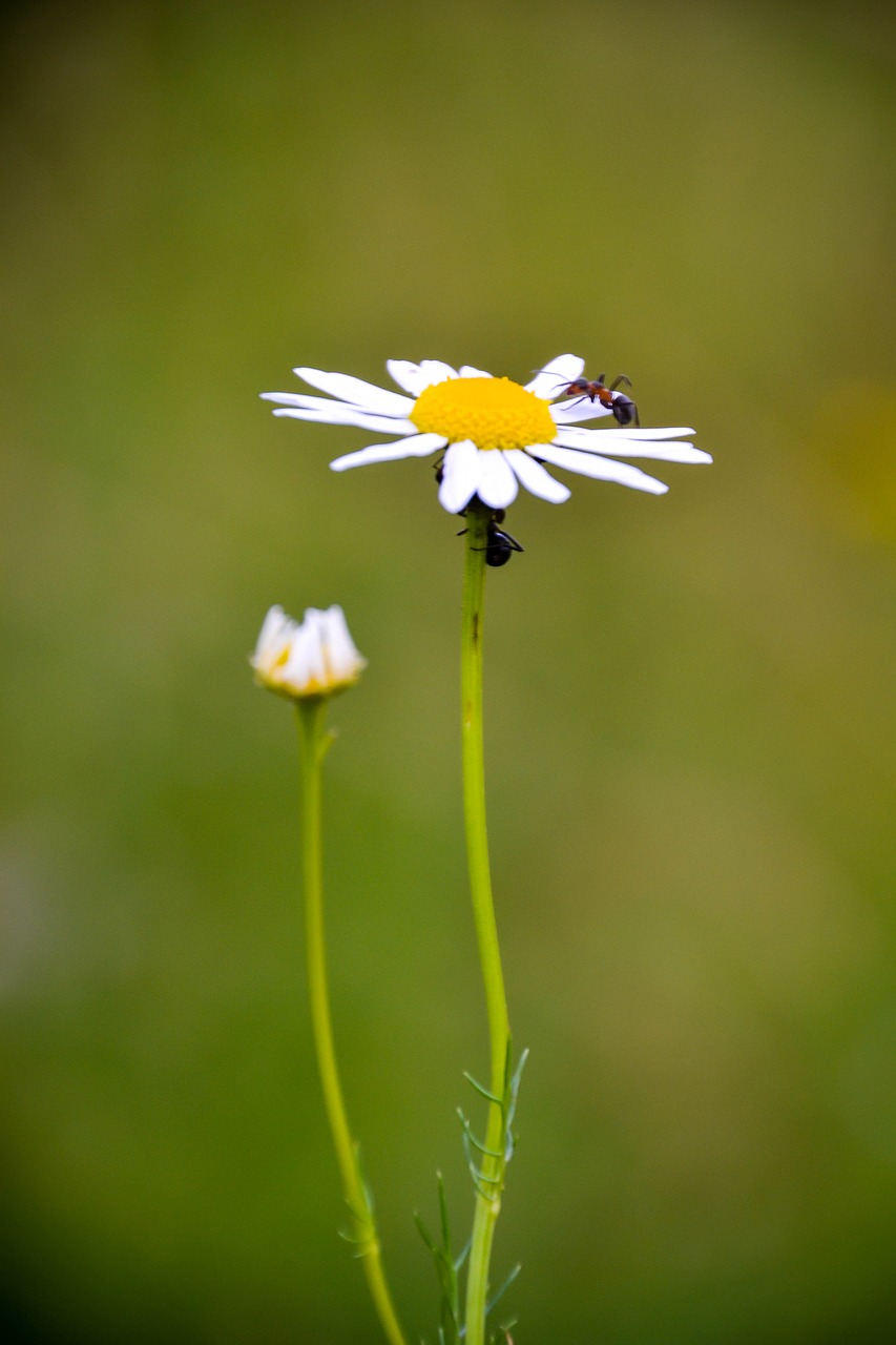 daisy flower yellow free photo