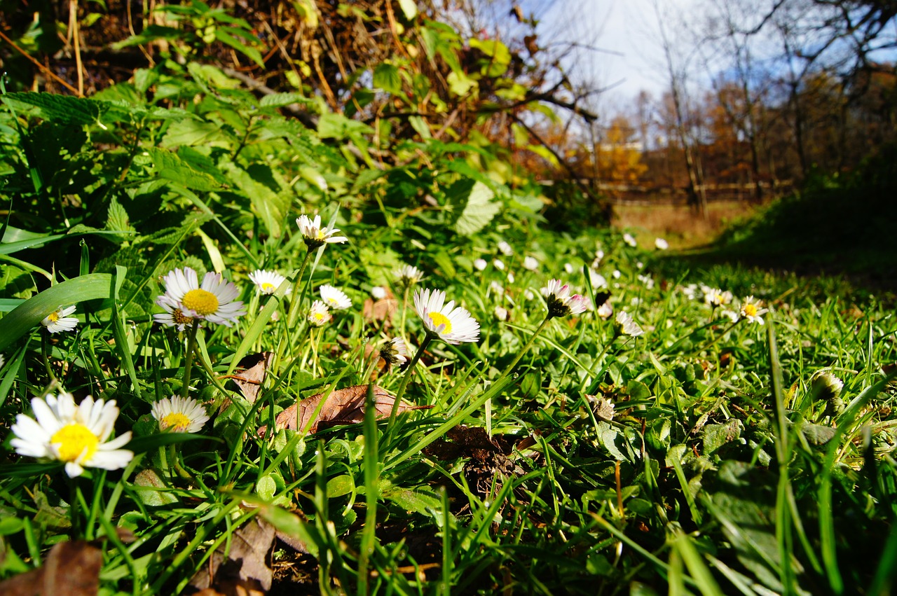 daisy autumn plant free photo