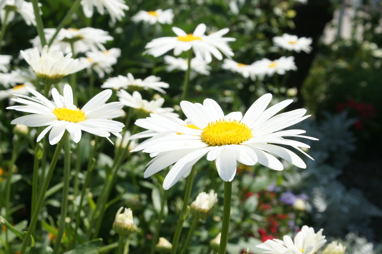 daisy garden bright free photo