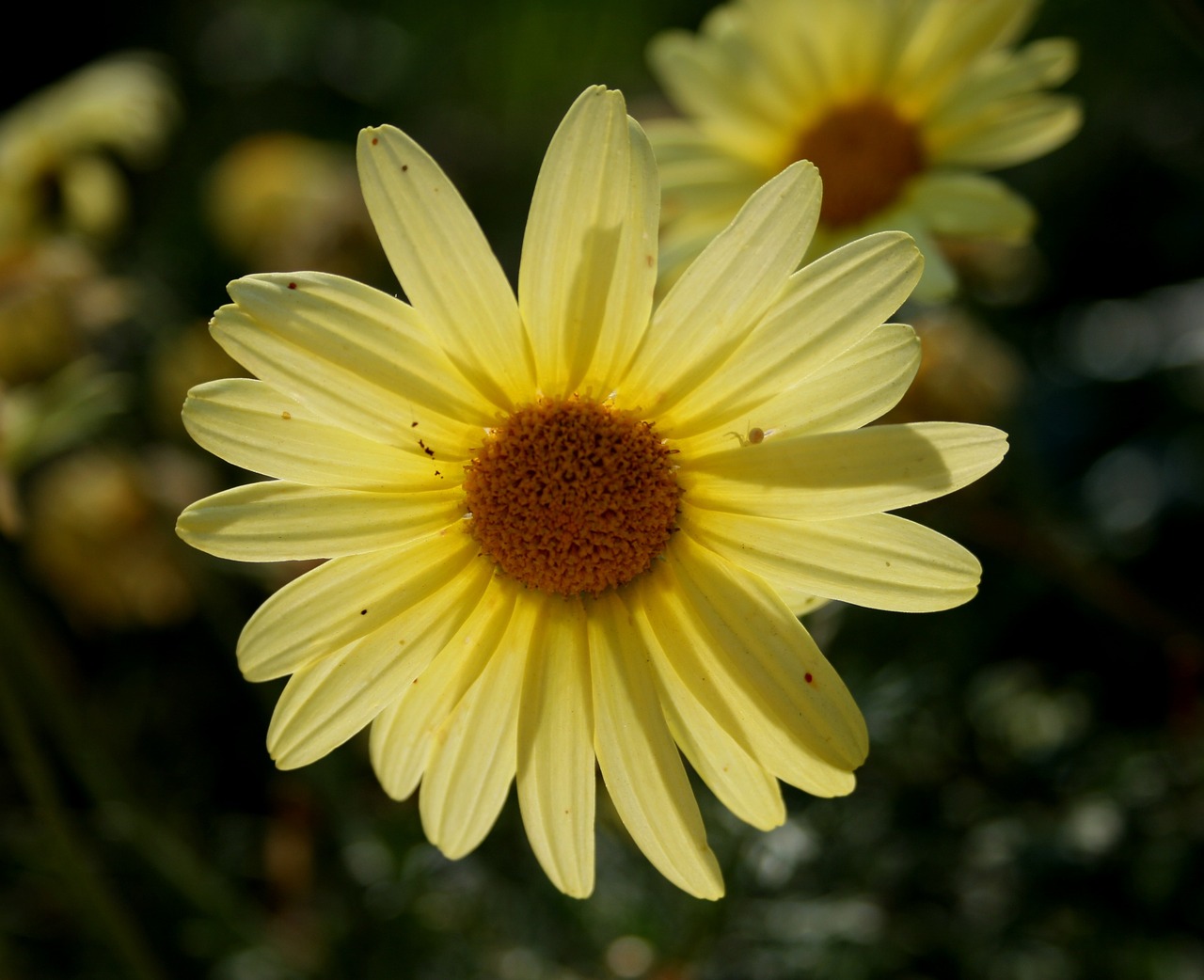 daisy soft yellow petals free photo
