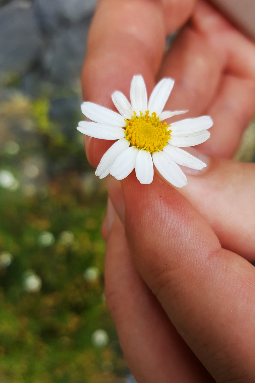 daisy foreground white free photo