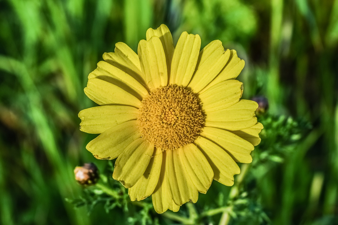 daisy flower nature free photo